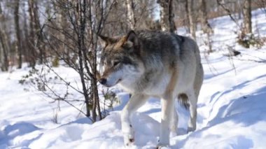 Kurt Kuzey İskandinavya ve