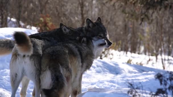 Волки Северной Скандинавии — стоковое видео