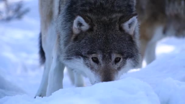 Вовки Північної Скандинавії — стокове відео