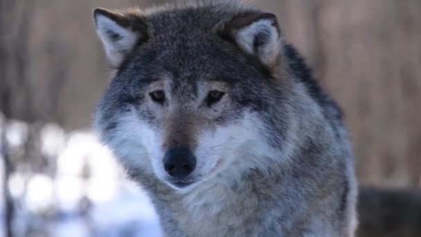 Волки Северной Скандинавии — стоковое видео
