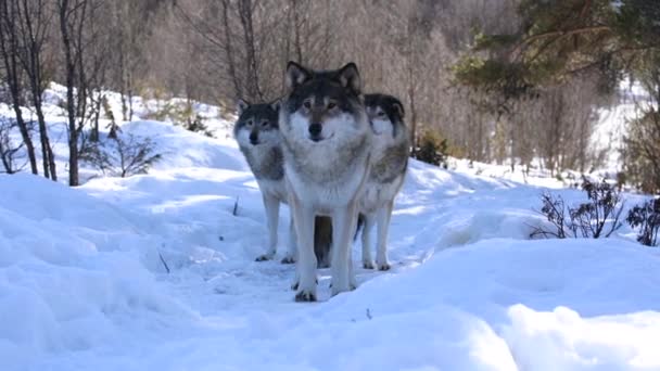 Lobos Escandinávia Norte — Vídeo de Stock