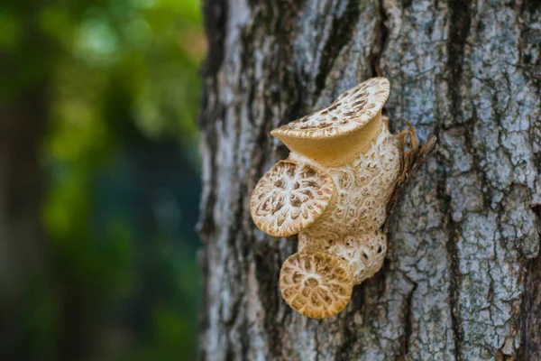 mushrooms grew on a tree in the forest