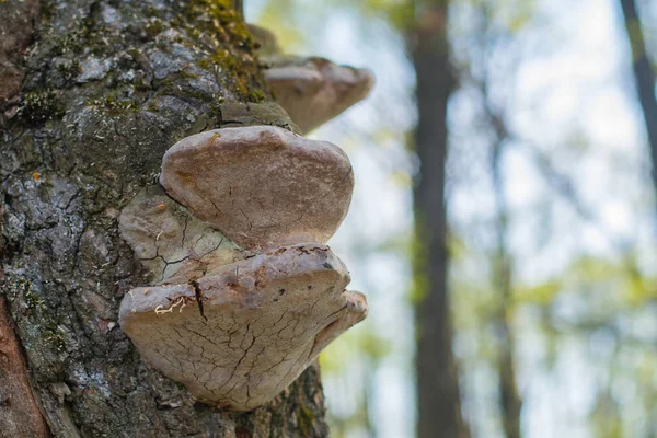 Cogumelos Cresceram Uma Árvore Floresta — Fotografia de Stock