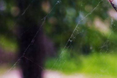 küçük bir ince örümcek ağı bir ağaç üzerinde kapat