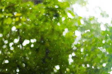 arka plan bulanık. Yeşil ağaç arka plan üzerinde yağmur damlaları