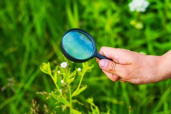 Çocuk el bir büyüteç ile. Bir çiçek bir büyüteç aracılığıyla inceler