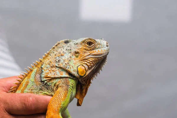 Homem Detém Uma Iguana Verde Sua Mão — Fotografia de Stock
