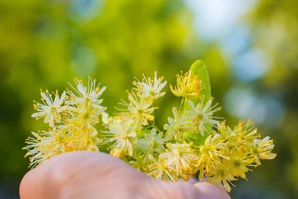 Linden Parfumé Fleurir Dans Les Mains Extérieur — Photo