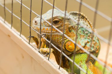 iguana bir kafes içinde bir hayvanat bahçesi yakın çekim