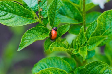 Colorado patates böceği larvaları patates Bush üzerinde