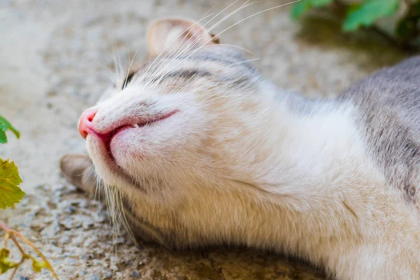 Cat Green Eyes Outdoors — Stock Photo, Image