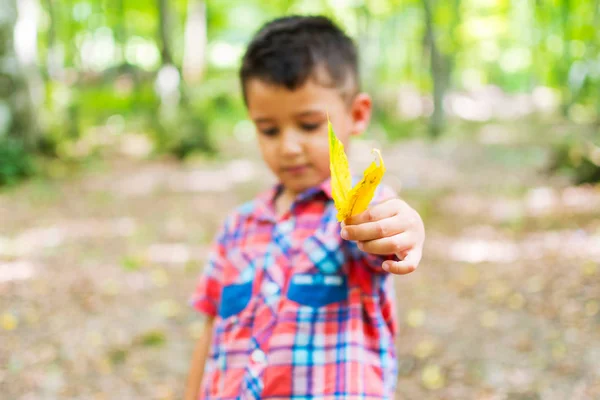 Niño Con Hojas Amarillas Sus Manos Bosque —  Fotos de Stock