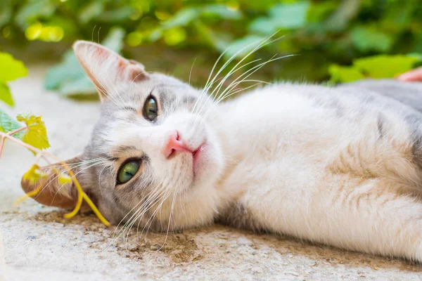 Cat Green Eyes Outdoors — Stock Photo, Image