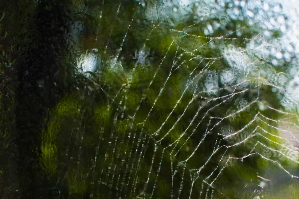 Dew Spider Web Web Tree — Stock Photo, Image