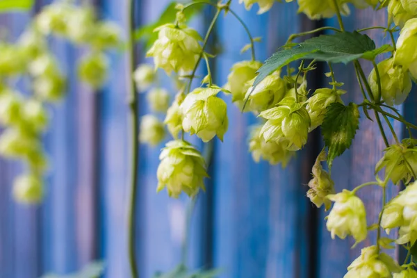 Fiori Luppolo Sfondo Blu Vicino — Foto Stock