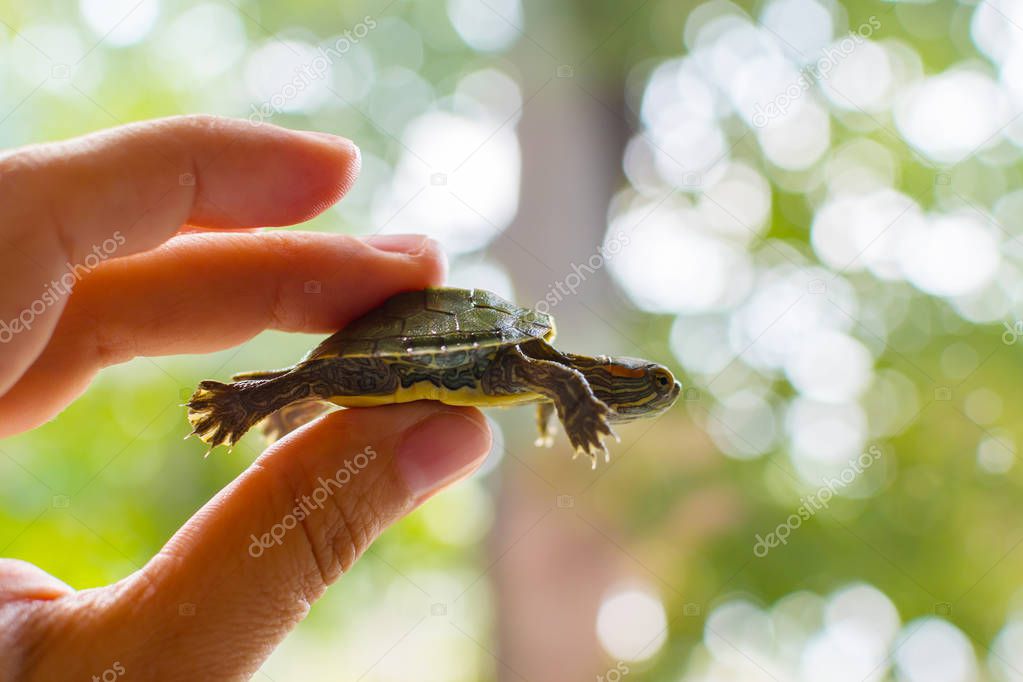 little red-eared turtle in hand