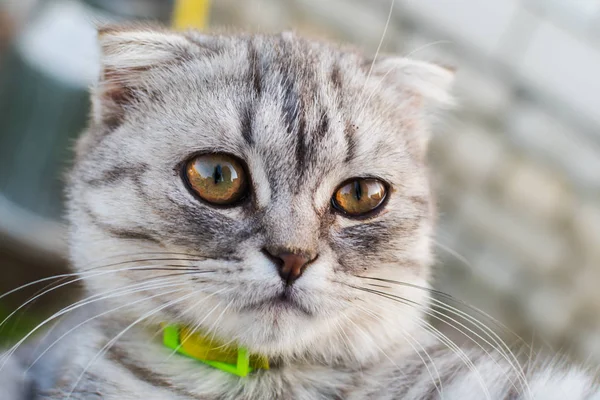 Cat British Breed Outdoors Taking Care Pet — Stock Photo, Image