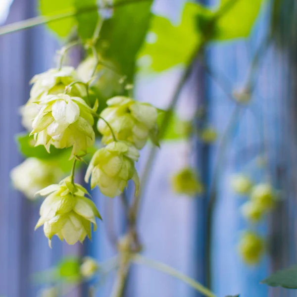 Hop Blommor Blå Bakgrund Närbild — Stockfoto