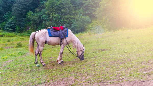 Koń Podnóża Góry Jedzenia Trawy — Zdjęcie stockowe