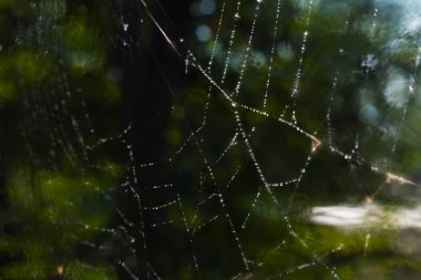 bir örümcek ağı üzerinde çiy. Web ağaç üzerinde