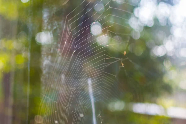 cobwebs on the background of trees closeup