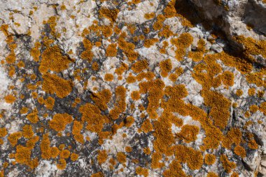 parazitik mantar üzerinde taş yakın çekim