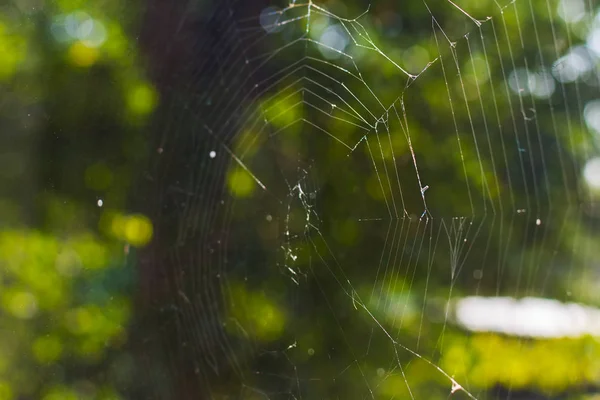 cobwebs on the background of trees closeup