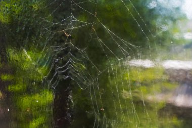 bir örümcek ağı üzerinde çiy. Web ağaç üzerinde