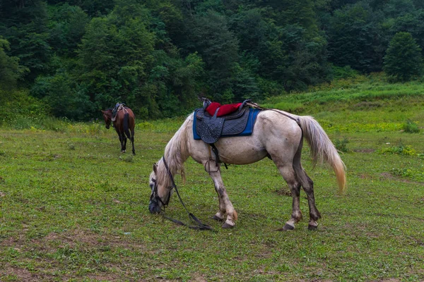 Dwa Konie Wypas Podnóża Góry — Zdjęcie stockowe