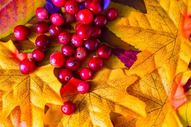 kızılcık çilek üstten yaprakları görünüm üzerinde dağınık