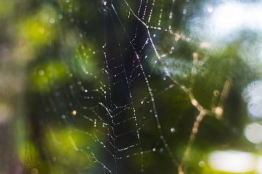 bir örümcek ağı üzerinde çiy. Web ağaç üzerinde