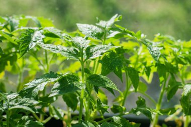 Su damlacıkları ile domates fidesi