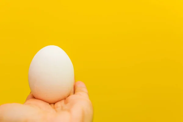 chicken white egg in hand on yellow background