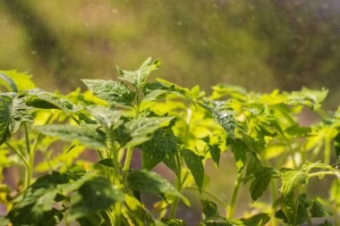 Su damlacıkları ile domates fidesi