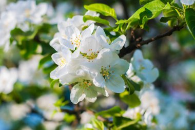 erken baharda çiçeklenme elma ağacının dalını