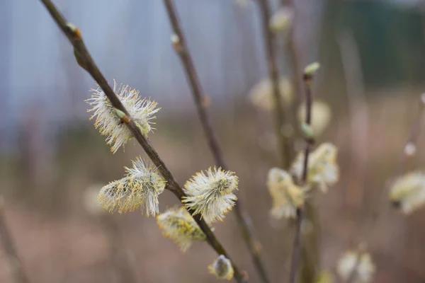 Gren Blommande Willow Träd Naturlig Bakgrund — Stockfoto
