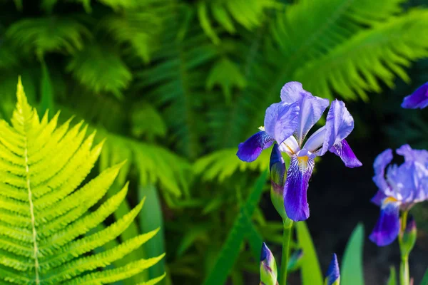 Iris Florecientes Primavera Sobre Fondo Natural —  Fotos de Stock