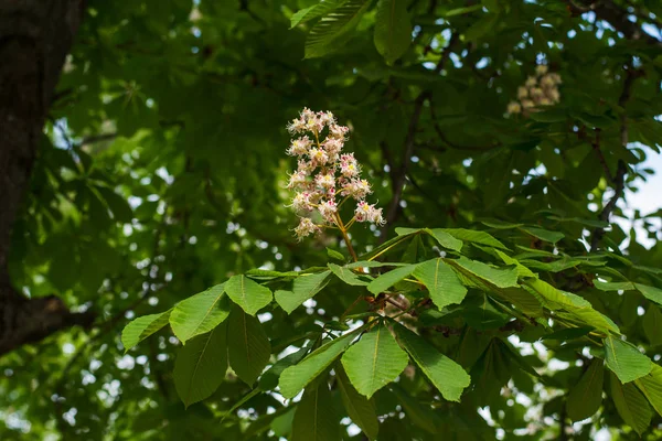 Kastanj Blommar Tidigt Våren Naturlig Bakgrund — Stockfoto