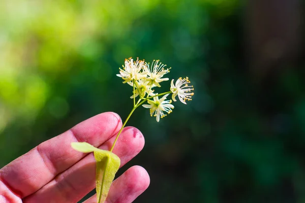 Linden Parfumé Fleurir Dans Les Mains Extérieur — Photo