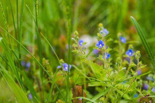 Campo Pequeñas Flores Azules Sobre Fondo Natural —  Fotos de Stock