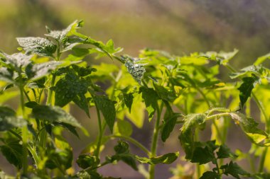 Su damlacıkları ile domates fidesi