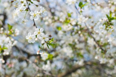 doğal bir arka plan üzerinde kiraz çiçekleri