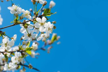 doğal bir arka plan üzerinde kiraz çiçekleri