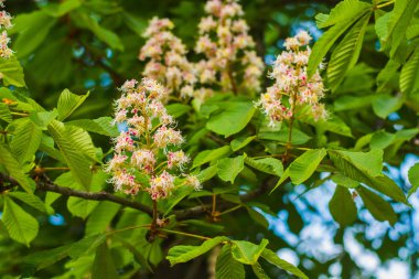 Doğal arka planda erken baharda kestane çiçeği