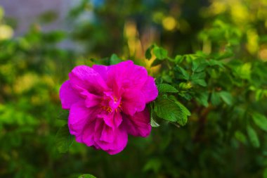 vahşi çiçek doğal ortamında baharda yükseldi.