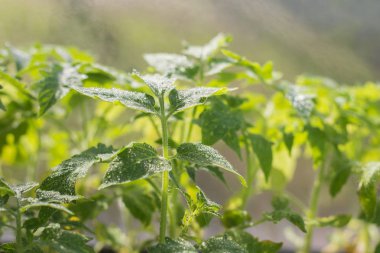 Su damlacıkları ile domates fidesi