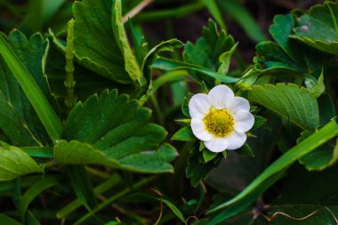 çilek bahçesinde Bahar çiçekleri