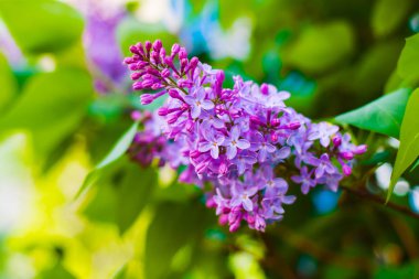 İlkbaharda çiçek açan leylak dalı