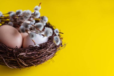 tavuk yumurtası söğüt bir dal ile bir yuvada. Mutlu Paskalya kavramı.