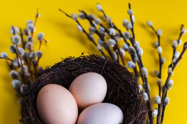 tavuk yumurtası söğüt bir dal ile bir yuvada. Mutlu Paskalya kavramı.